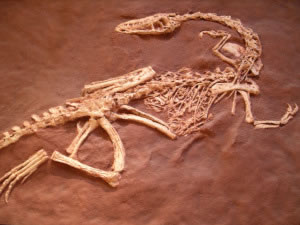 Huesos de dinosaurio fosilizados