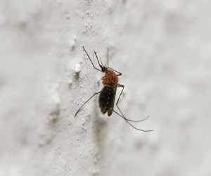 Mosquito parado en la pared