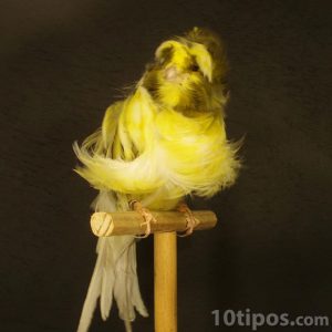 Canario de amarillo de pluma rizada