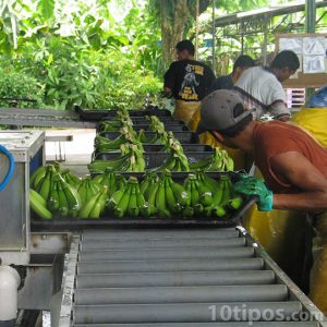 Línea de producción de plátanos