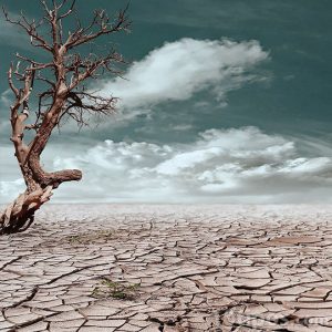 Sequía severa y árbol seco