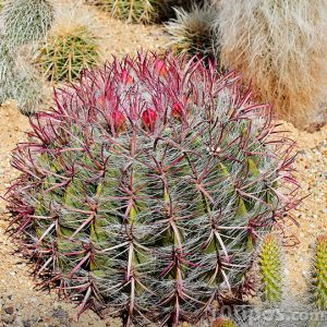 Planta tipo cactus que crece en lugares áridos