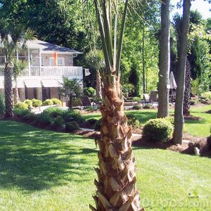 Bahçede gölge oluşturmak için palmiye ağacı